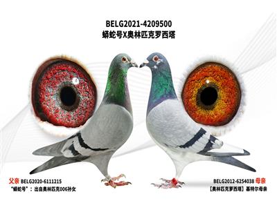 ���ߺ�X����ƥ��������