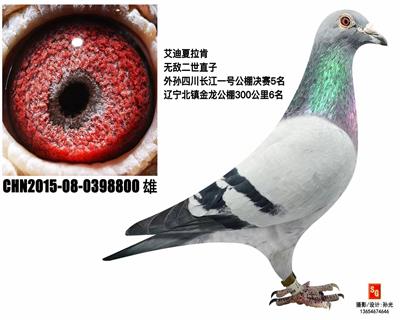 ����ֱ��800