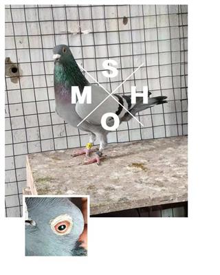 ���Ῠ��˹��