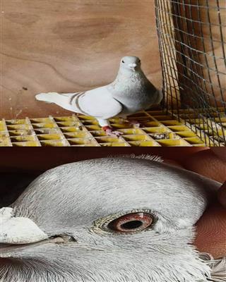 ���ǲ���