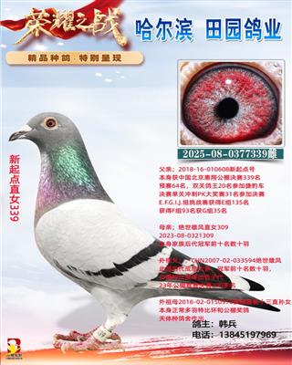 �����ֱŮ339