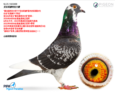 ��Ѱ�������