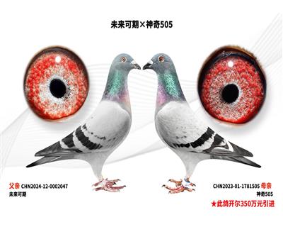 δ�����ڡ�����505