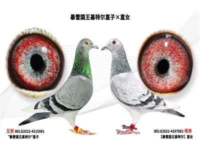 ��ѩ�������ض�ֱ�ӡ�ֱŮ