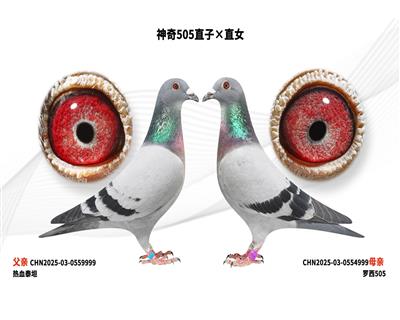 ����505ֱ�ӡ�ֱŮ