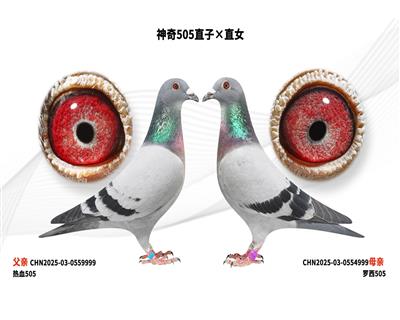 ����505ֱ�ӡ�ֱŮ