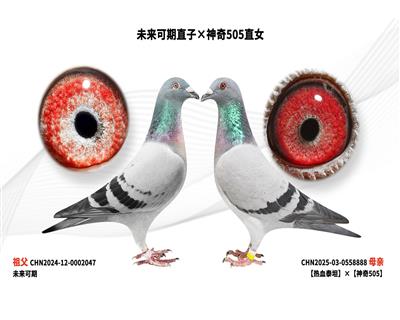 δ������ֱ�ӡ�����505ֱŮ