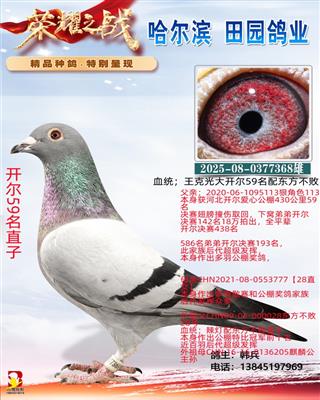 ����59��ֱ��368