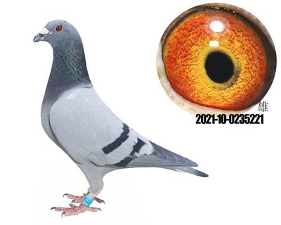 �漣���ֶ�����221�漣32���ؽ�Ѫ����
