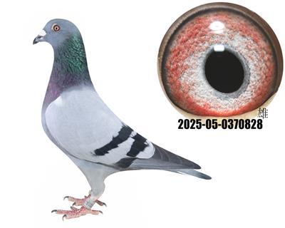 ��ѻ��ض�ֱ�Ӵ�˿˿����Ů