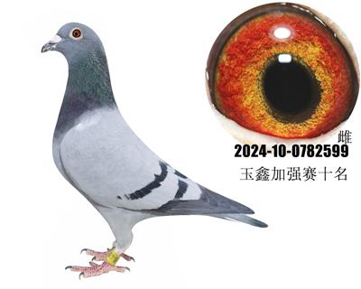 2024���μ�ǿ��ʮ��