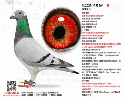 ɳĮ������������֮���׸����ȫ���ھ�