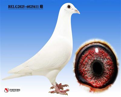 ����С��611