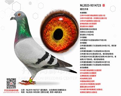 ����������PIPA�׸����ȫ��12λ