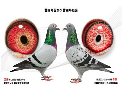 ���ۺŸ��ס����ۺ�ĸ��