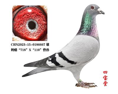 ����718X110����