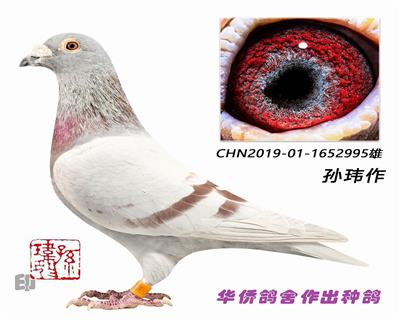 ղɭ���019ϵ1652995