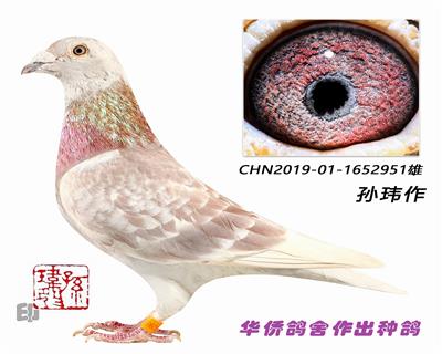 ղɭ019�����Ѫ�ָ�1652951