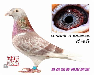 ղɭ019������-0264064