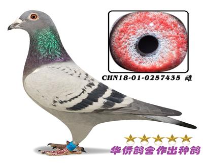 ղɭ019���׻�Ѫ0257435