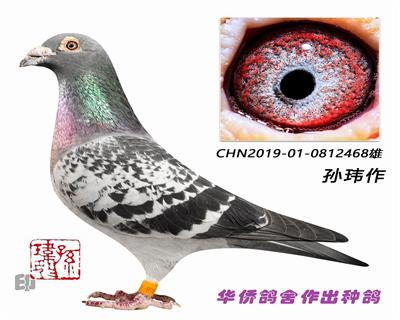 ղɭ���019ϵ��Ѫ�ָ�0812468