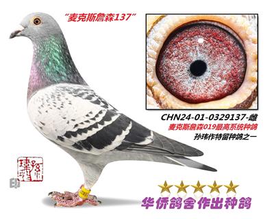 ղɭ019ϵ��Ѫ�ָ�-0329137