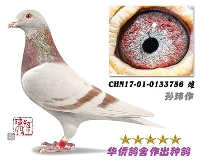 ղɭ019����Ů0133756