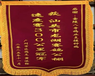 ���ݻ�Ӿԣ2025��㶫��ͷ��������ھ�