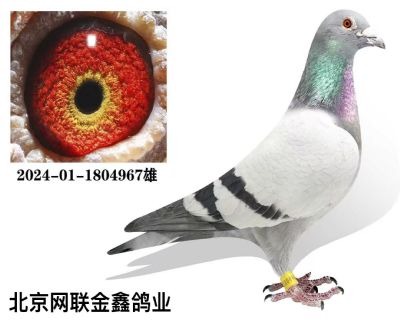 ���ǲ��˻��ض� ������9��