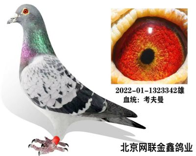 ������ �رȻ�11��