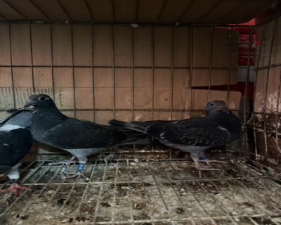 ��������һ��