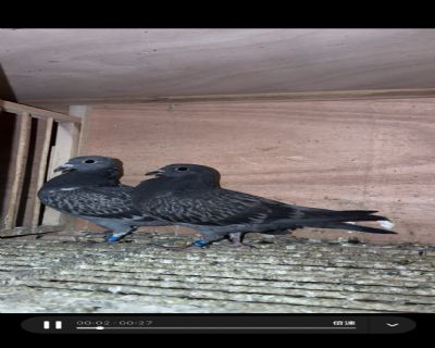 ��������һ��