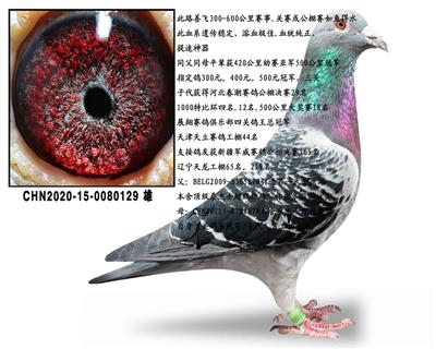 ɣ��ʿ��������