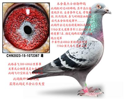 ɣ��ʿ����367