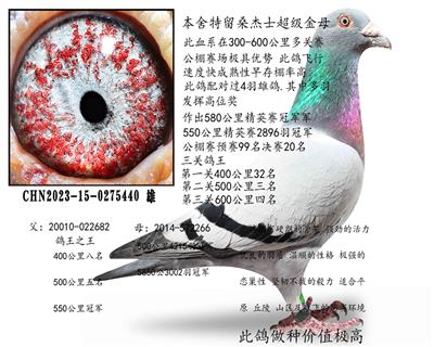 ɣ��ʿ��������