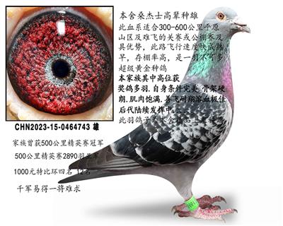 ɣ��ʿ��������