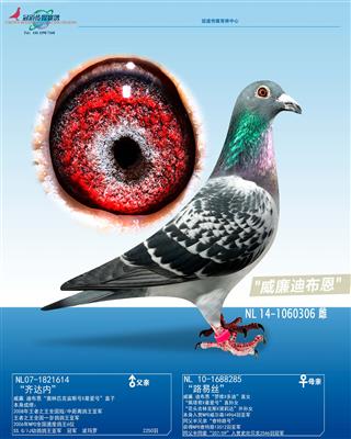 �����ϲ���������ڡ�ֱŮ