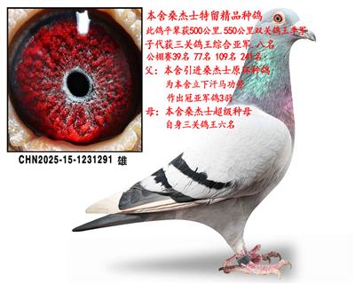 ɣ��ʿ��������