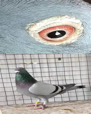 ���Ῠ��˹��