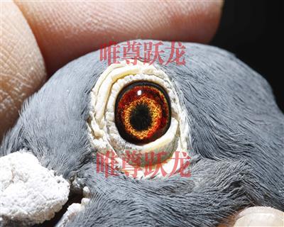 Ψ��Ծ������918����ֱŮ����Ҽ̖���۾�