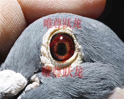 Ψ��Ծ������918����ֱ�ӡ����̖���۾�