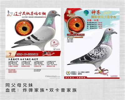 �¹�Ѫը����˫���ռ���