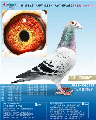 �������˹������ī��985��