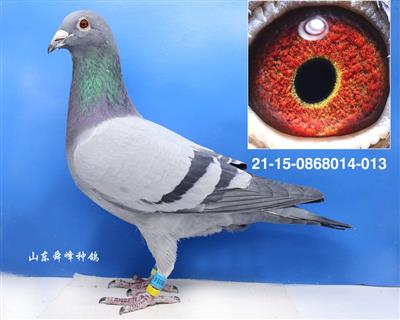 ����С��