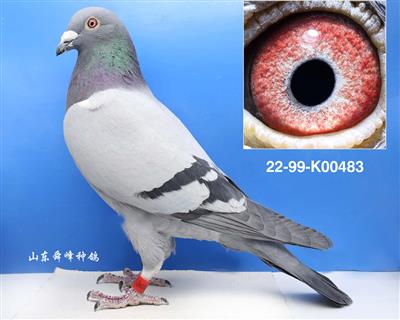 ����˫�ظ���5��֮��
