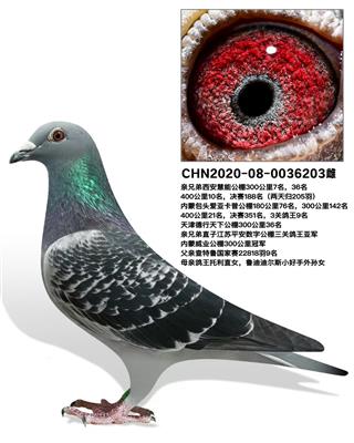 ��������Ů