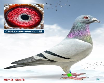 ���������׻�Ѫ