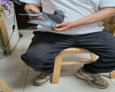 ͼƬ
