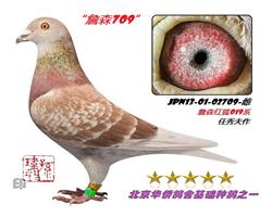ĸ��JPN13XY0