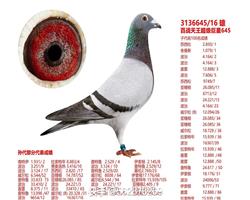 �游